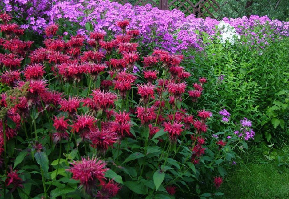 Монарда Флокс эхинацея