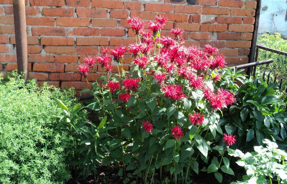 Монарда махогани