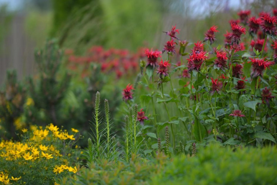 Пит Удольф Флоксы
