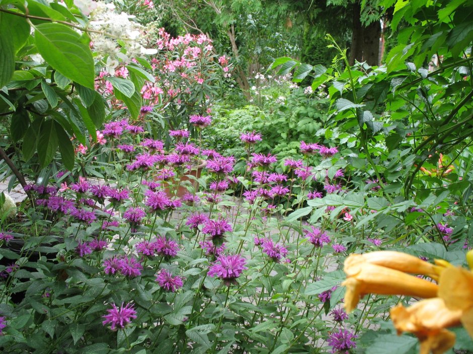 Клумба монарда и рудбекия