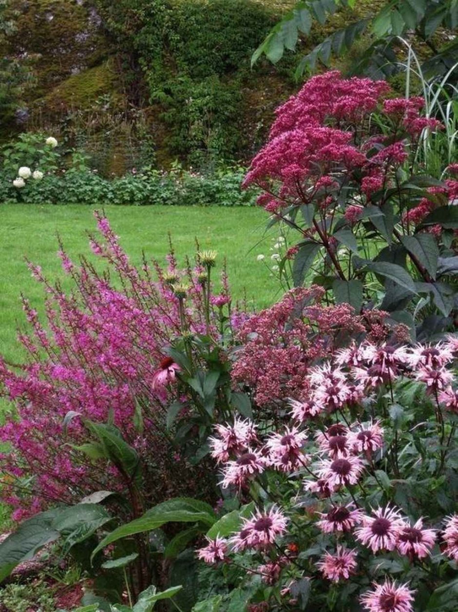 Монарда и эхинацея