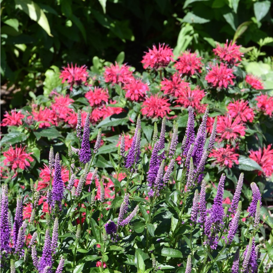 Монарда гибридная Пинк Лейс