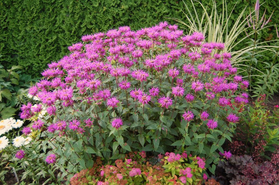 Монарда БИХЕППИ