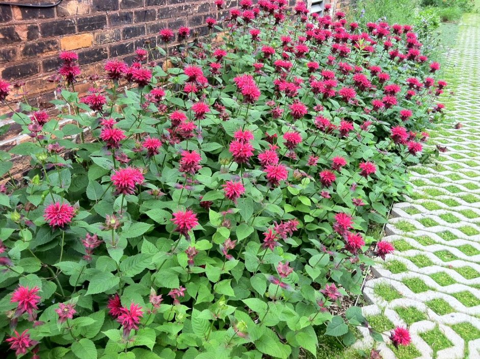 Монарда цветок многолетники