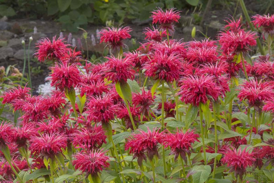 Монарда Mohawk
