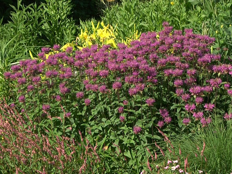 Клумба Мальва дельфиниум Хоста Флоксы рудбекия