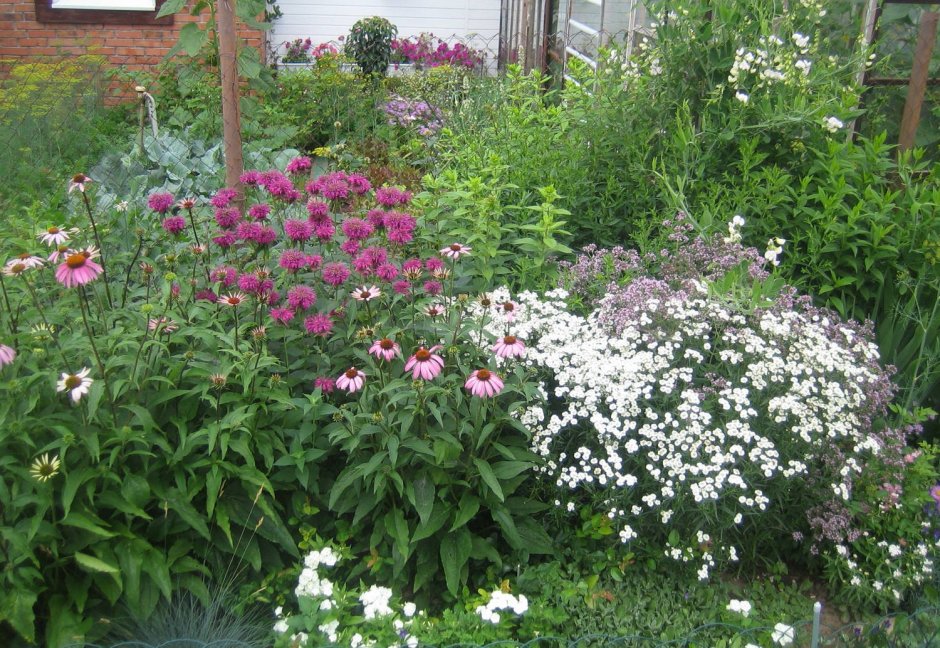 Монарда лимонная