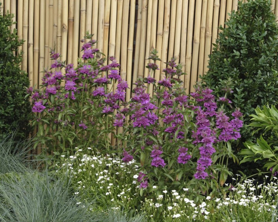 Монарда и эхинацея