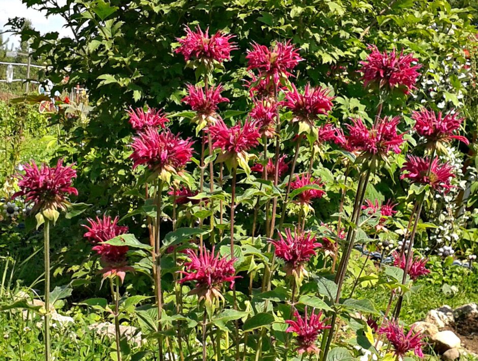 Монарда двойчатая Бергама