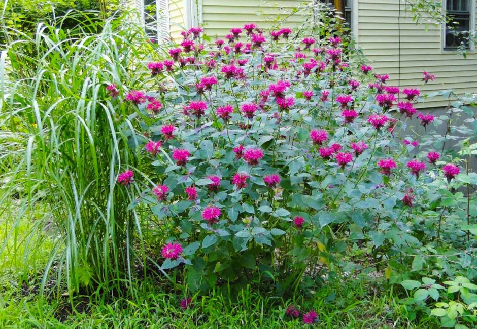 Монарда и эхинацея