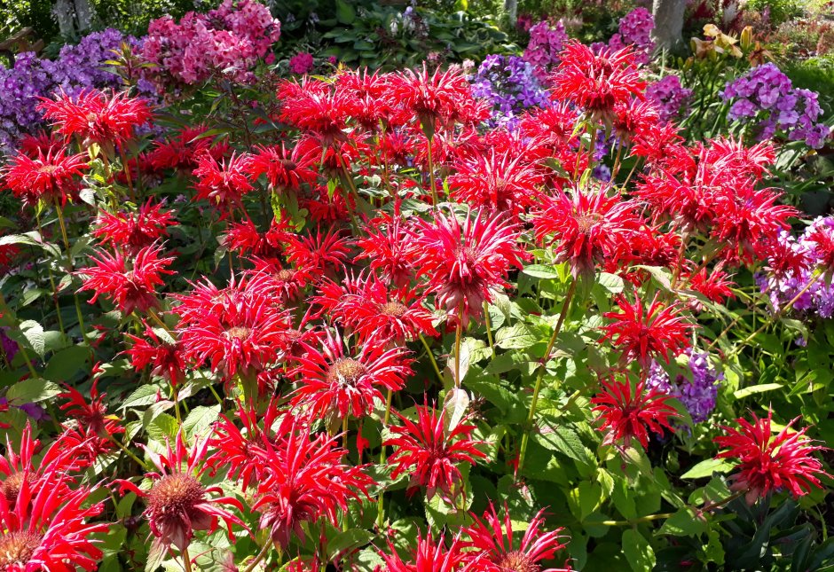 Монарда двойчатая красная