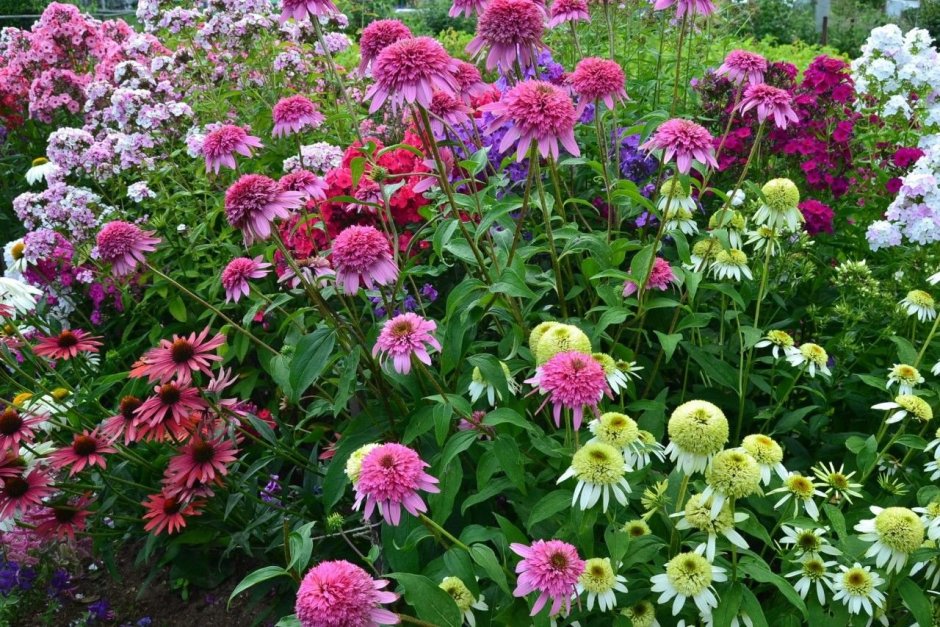 Монарда дудчатая