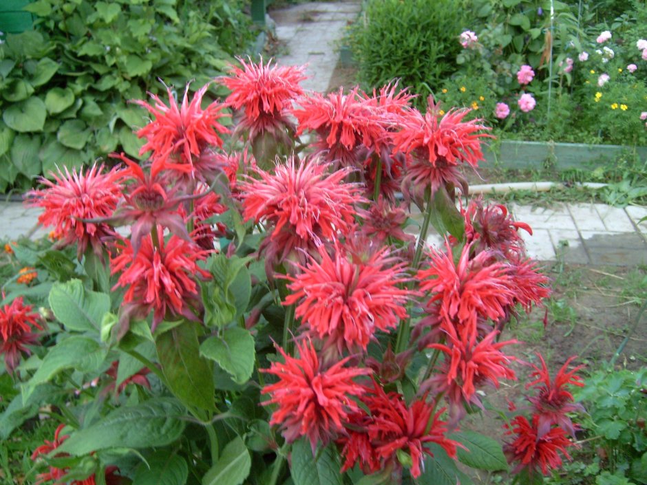 Монарда в миксбордере