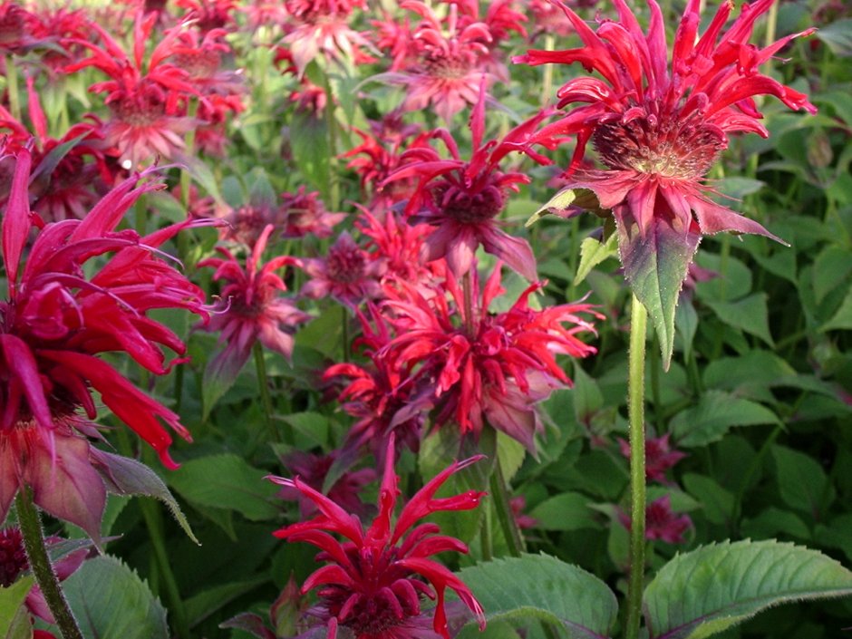 Дербенник иволистный в миксбордере