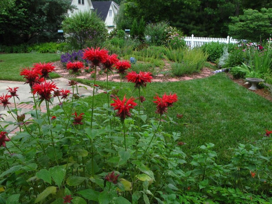 Monarda menthifolia