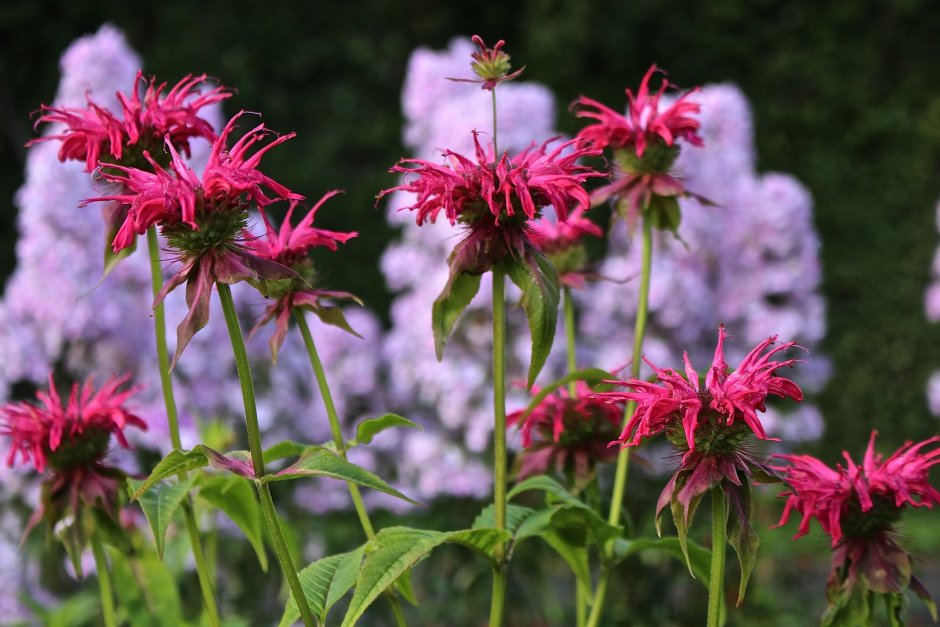 Монарда Monarda Sugar Buzz Blue Moon PBR