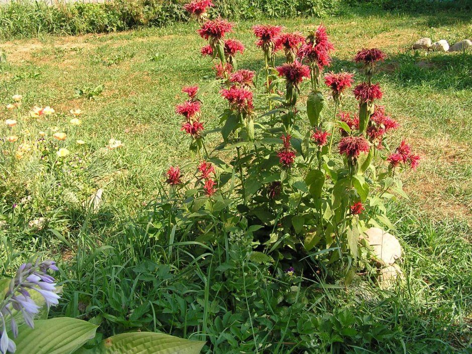 Монарда на клумбе