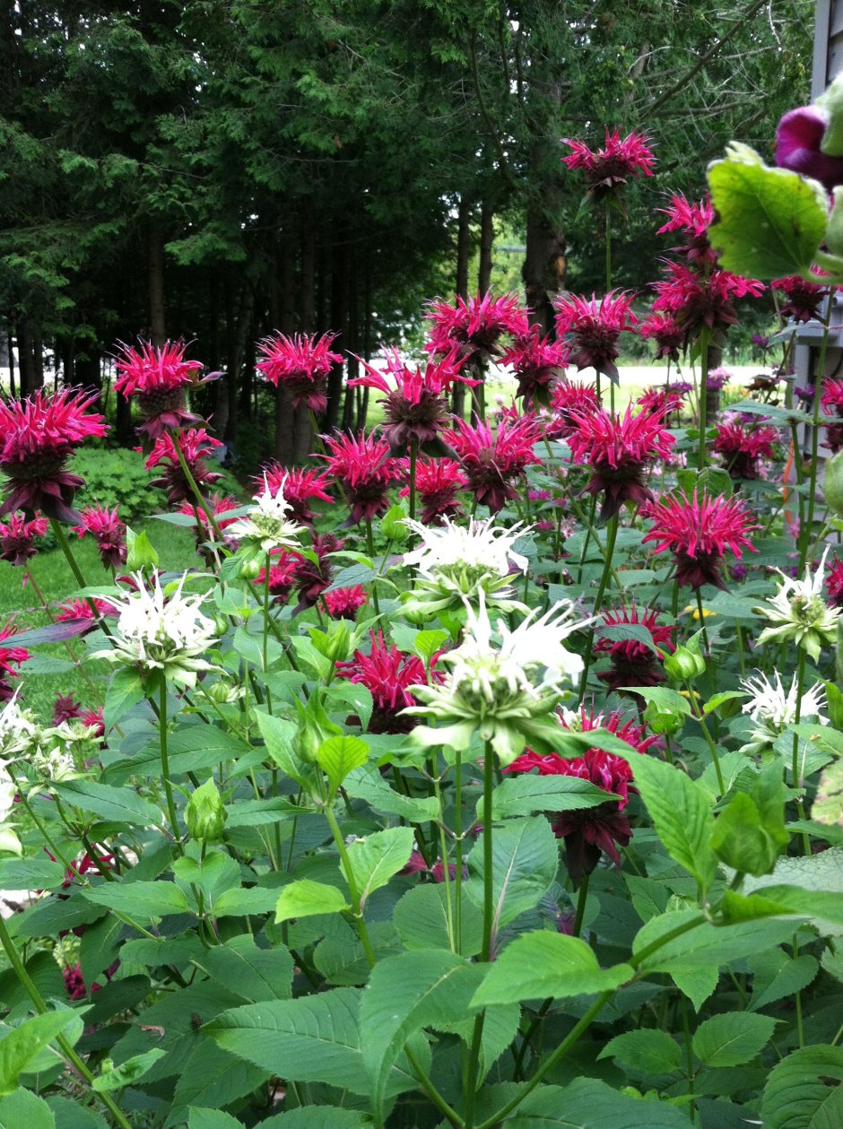 Монарда махровая