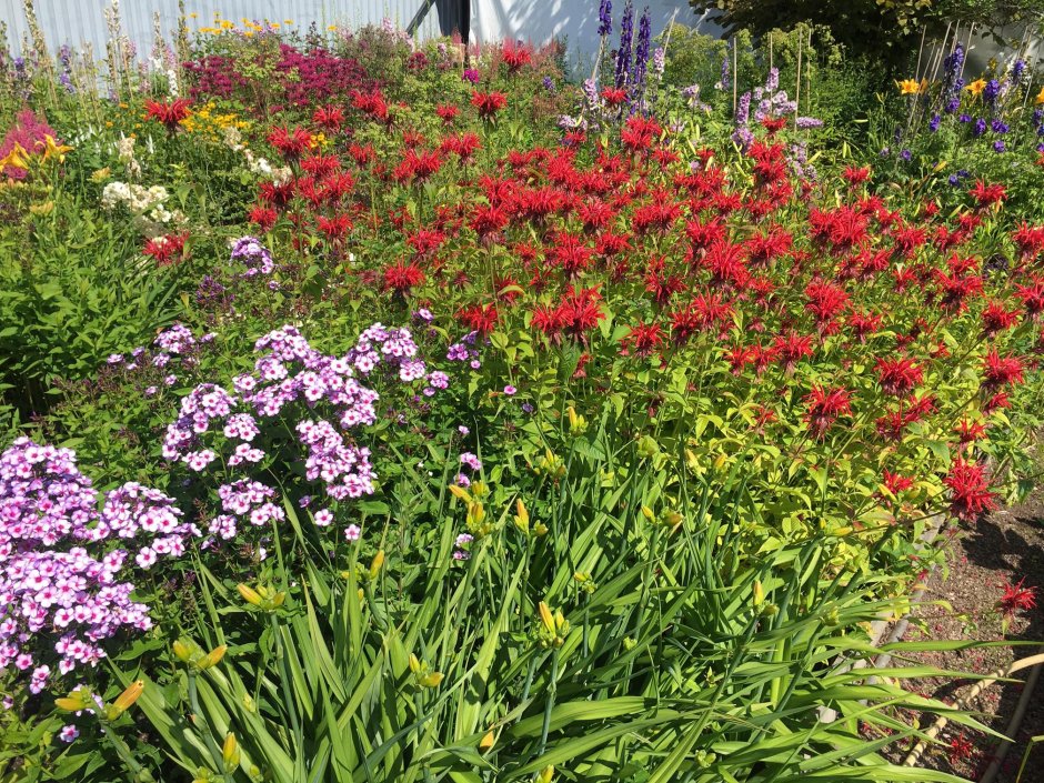 Монарда цветок многолетники