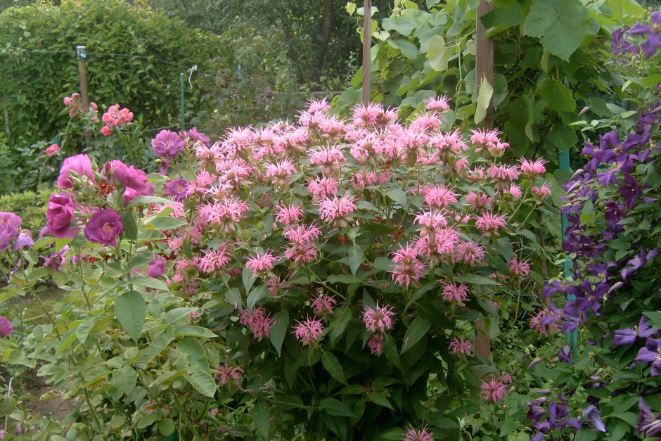 Монарда двойчатая на клумбе