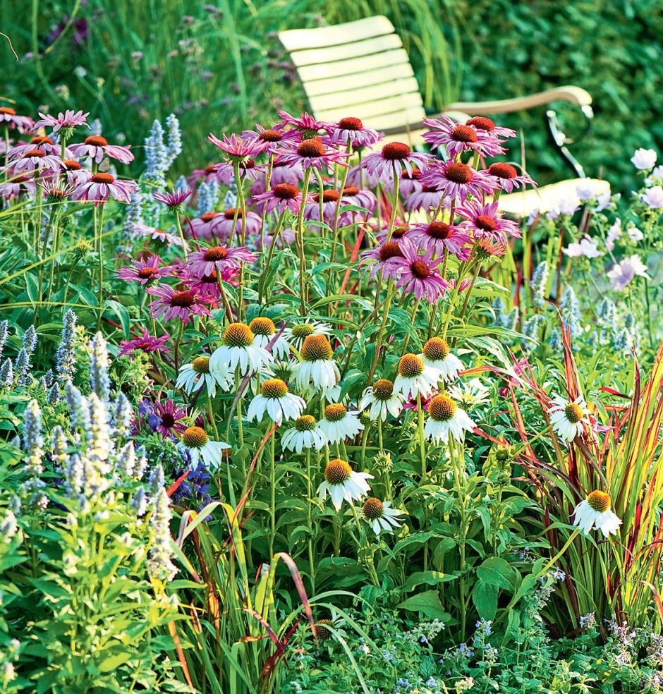 Монарда Распберри вайн