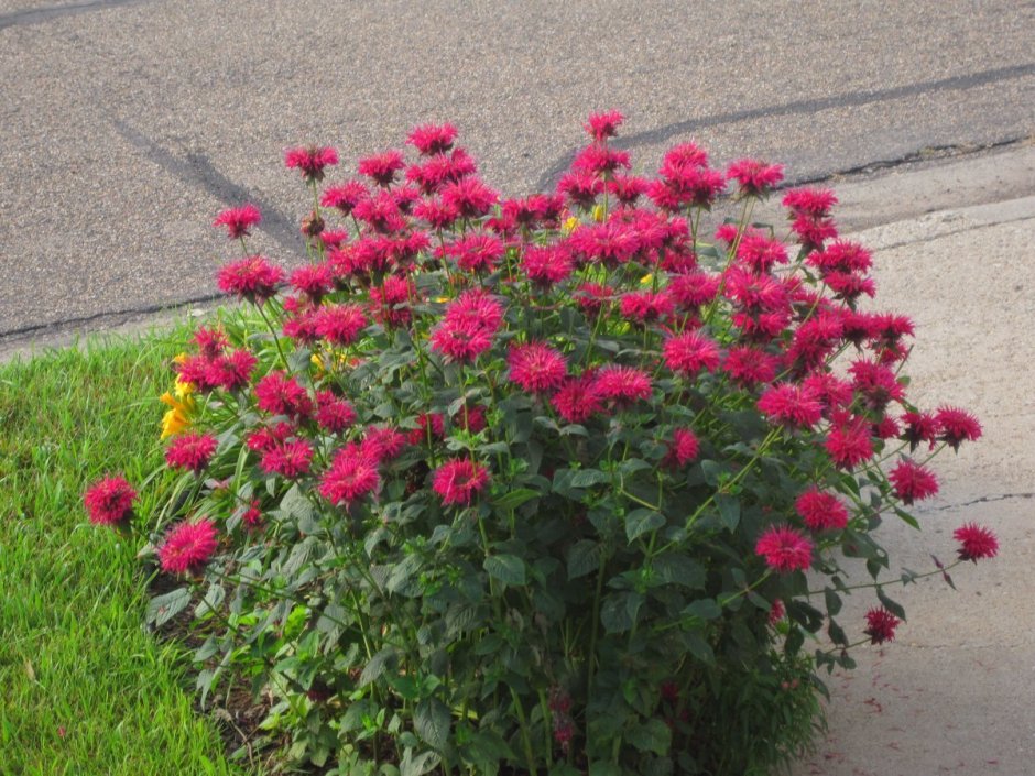 Монарда Мона Лиза в ландшафтном дизайне