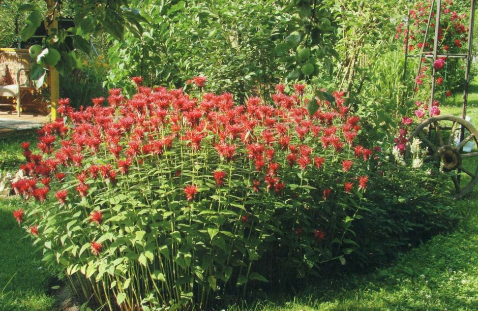 Монарда Croftway Pink