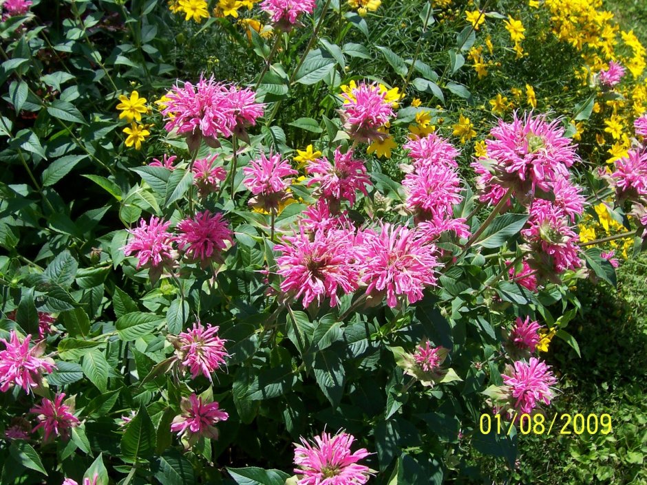 Эхинацея пурпурная Вейник