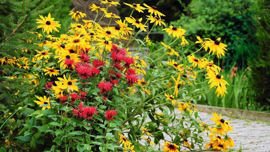 Монарда на клумбе с другими