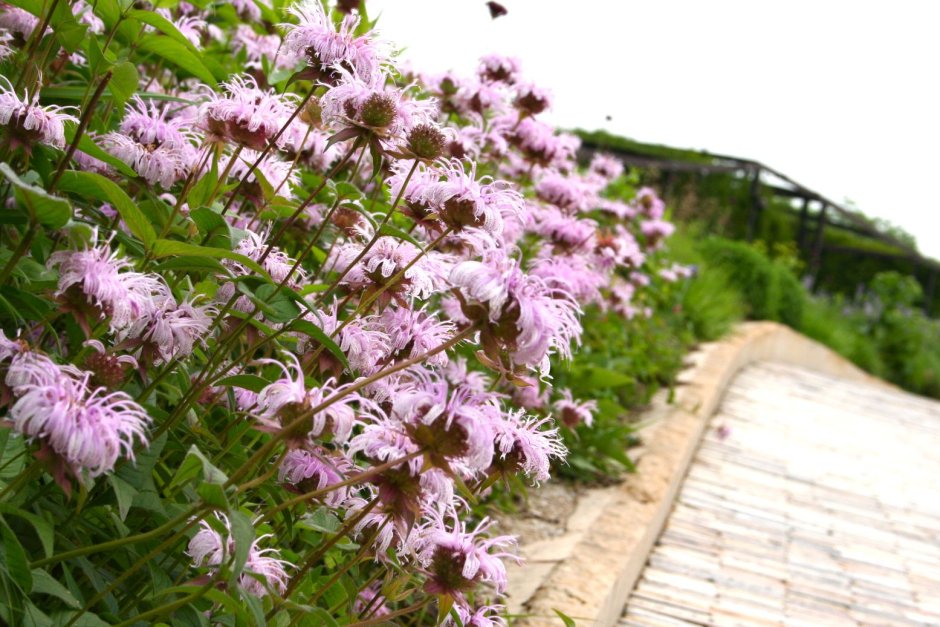 Монарда гибридная Прейринахт (с2)