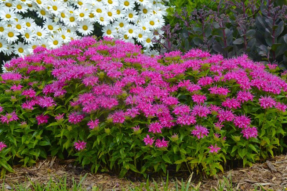 Эхинацея и астильба