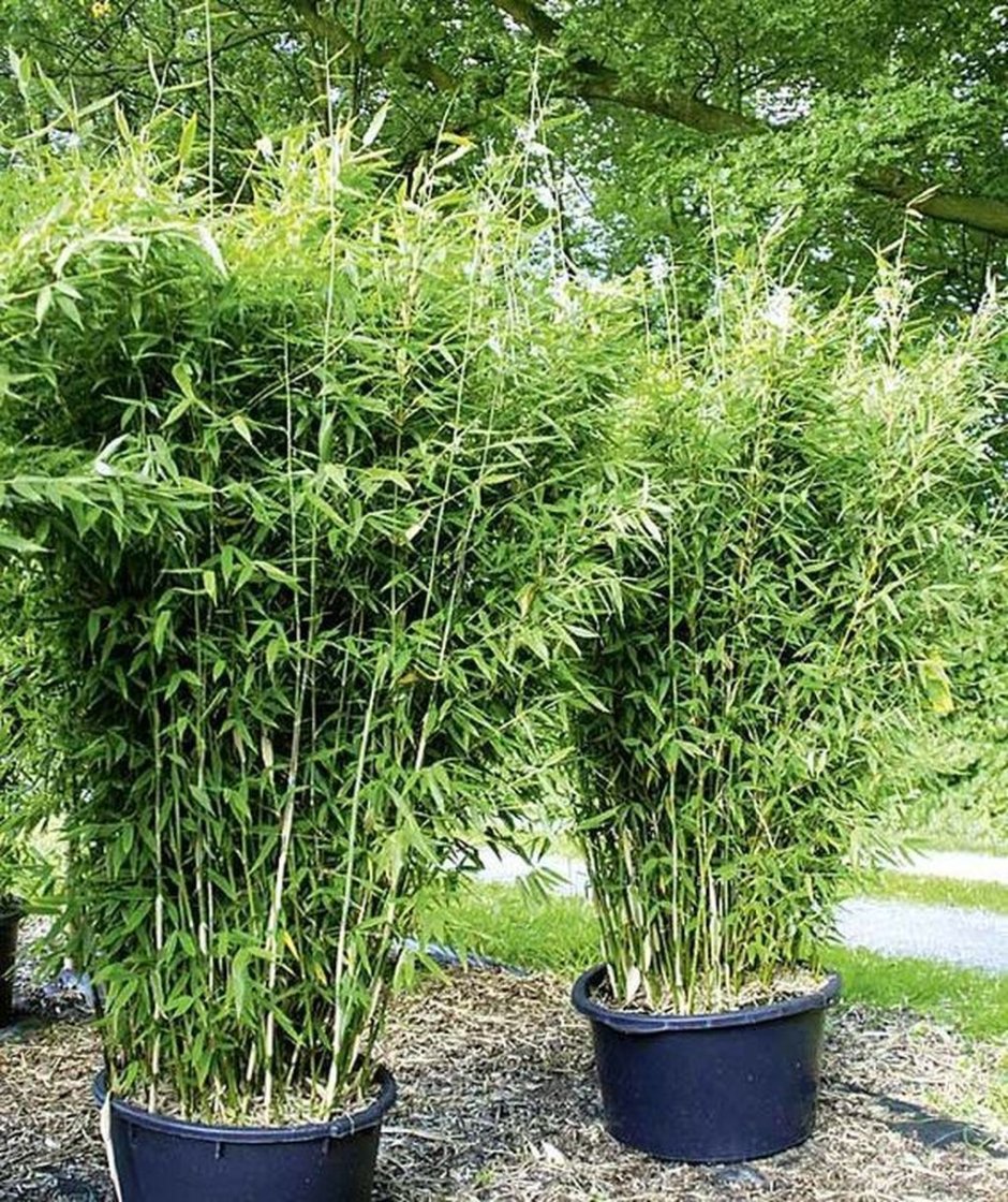 Бамбук кустовой