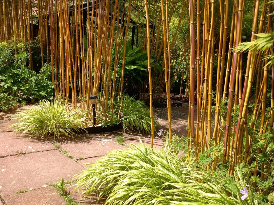 Бамбук садовый широколистный