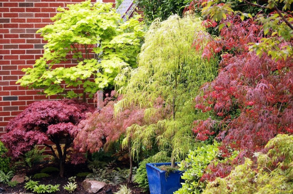 Японский клен ниваки