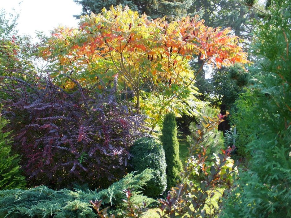 Сумах оленерогий в Ланд