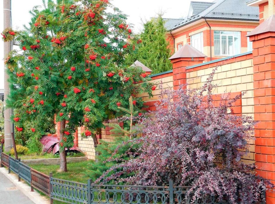 Рябина обыкновенная Fastigiata