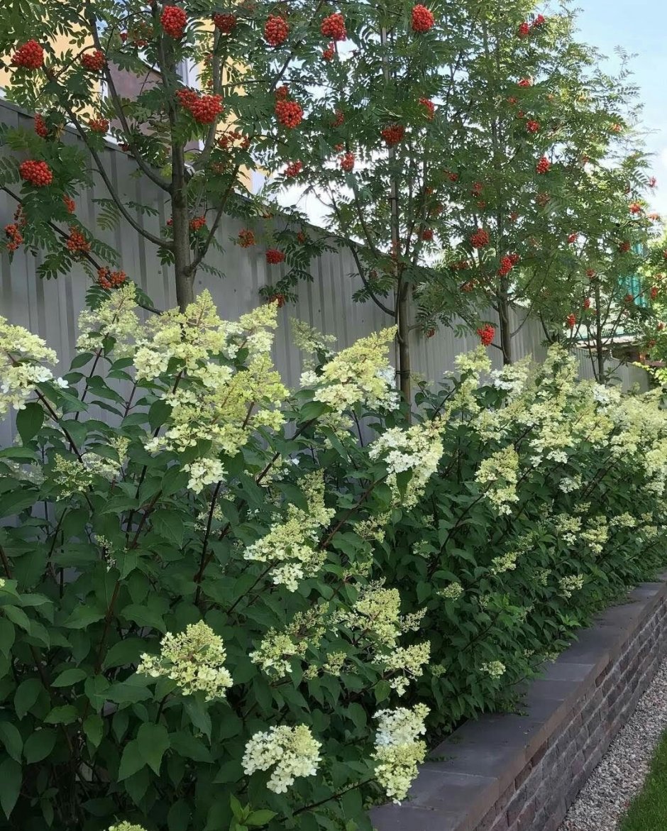 Калина обыкновенная Живая изгородь