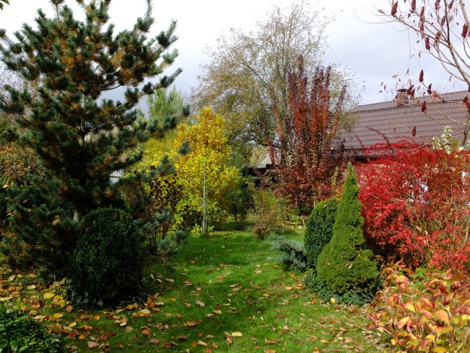 Барбарис скумпия