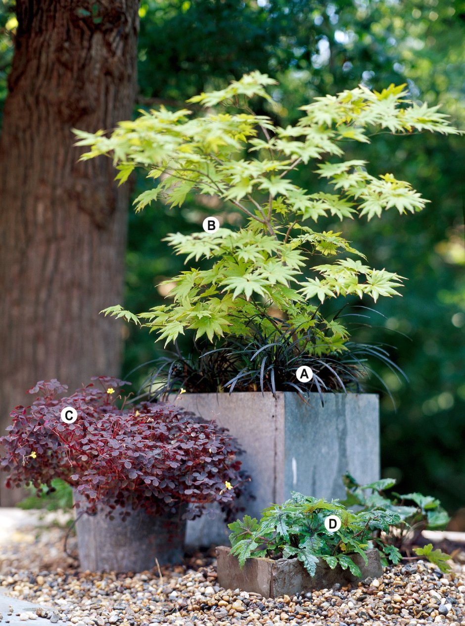 Acer palmatum ‘Aureum’