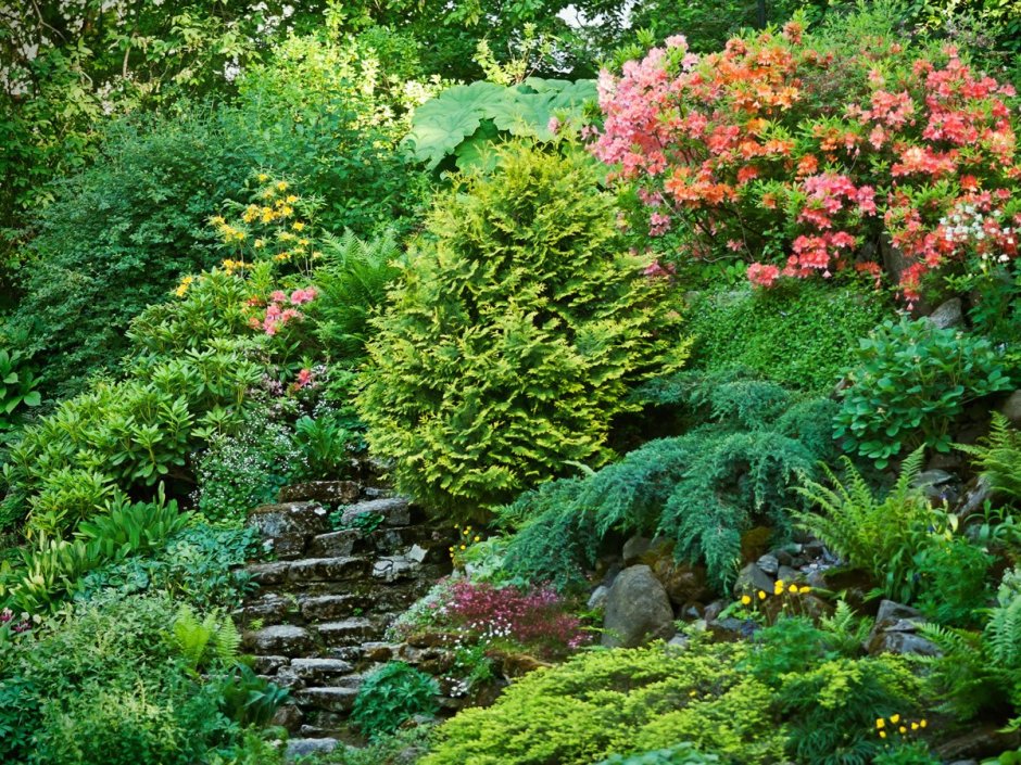 Альпийская горка Хоста можжевельник