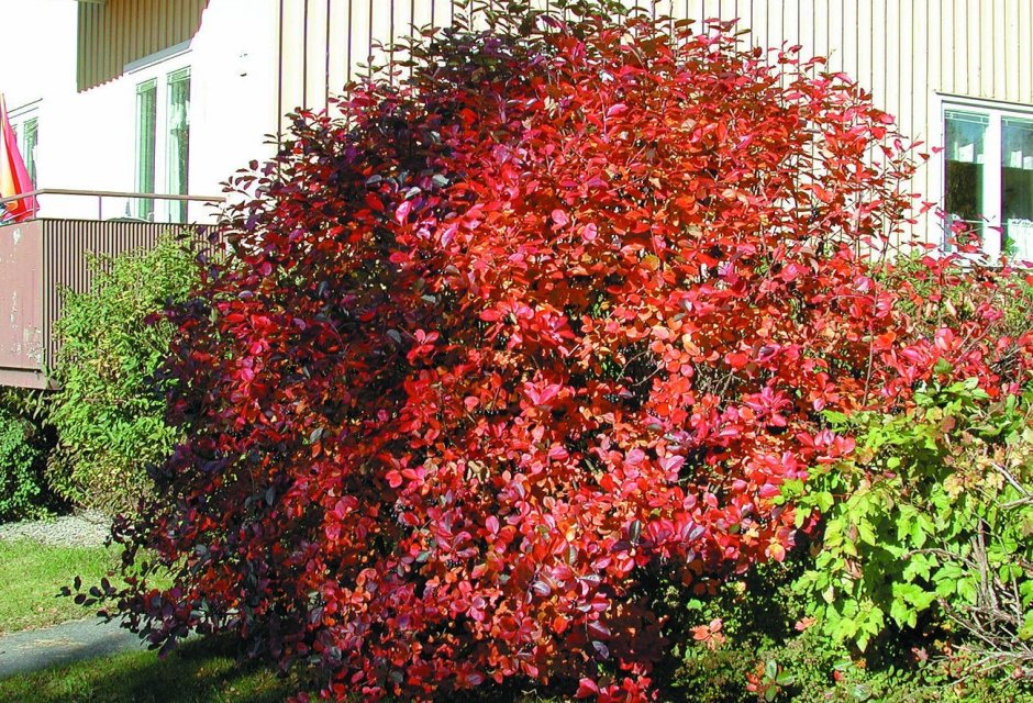 Черноплодная рябина кустарник