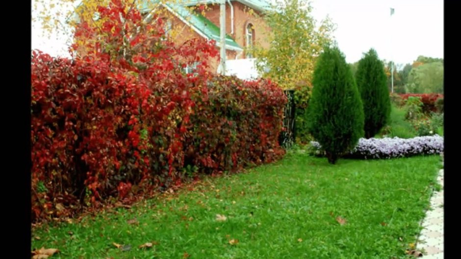 Живая изгородь клен малина