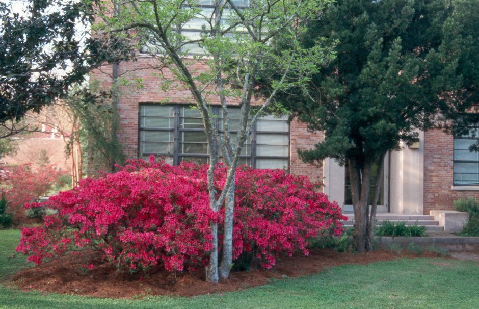 Рододендрон и клен Гиннала