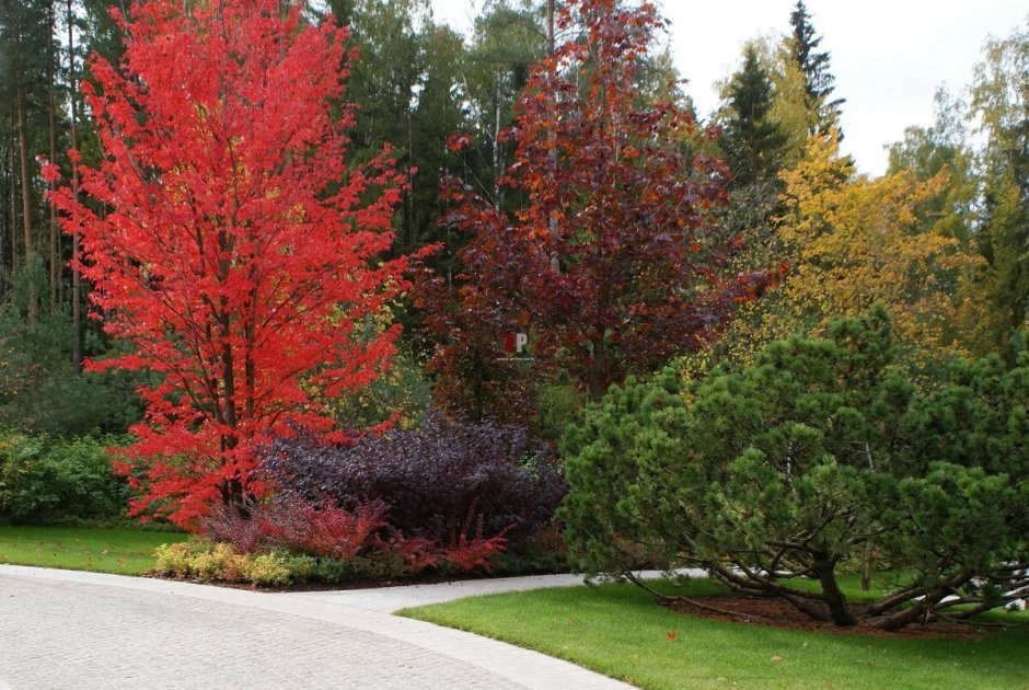 Клен Гиннала в ландшафте