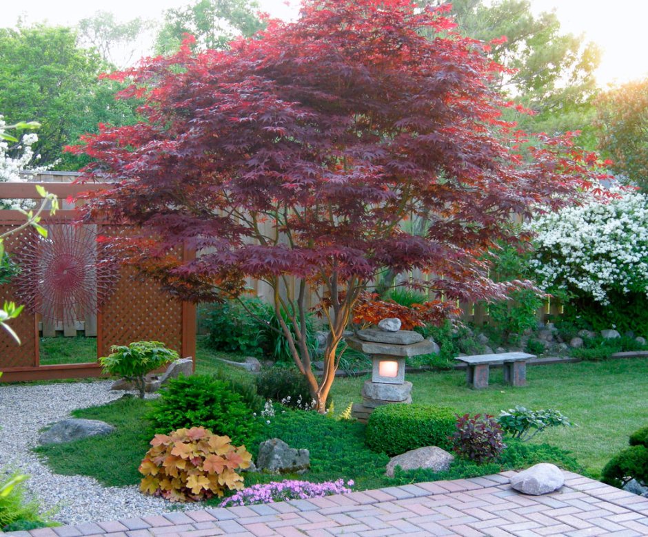 Клен веерный Бладгуд