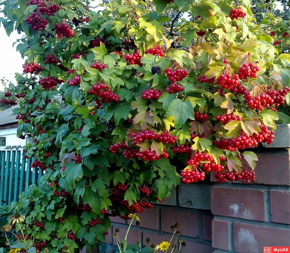 Калина гвинлейн