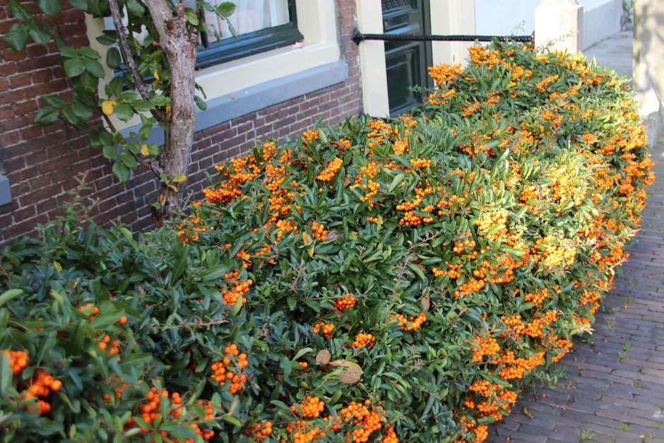 Пираканта изгородь