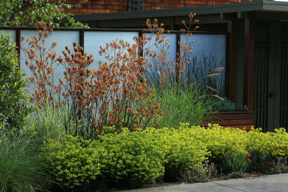 Облепиха в ландшафте