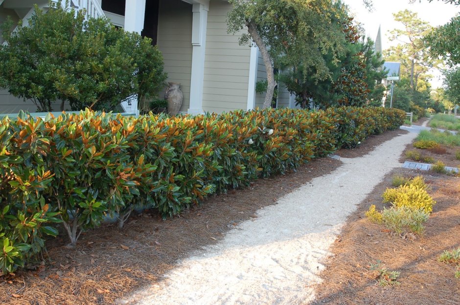 Пираканта Живая изгородь