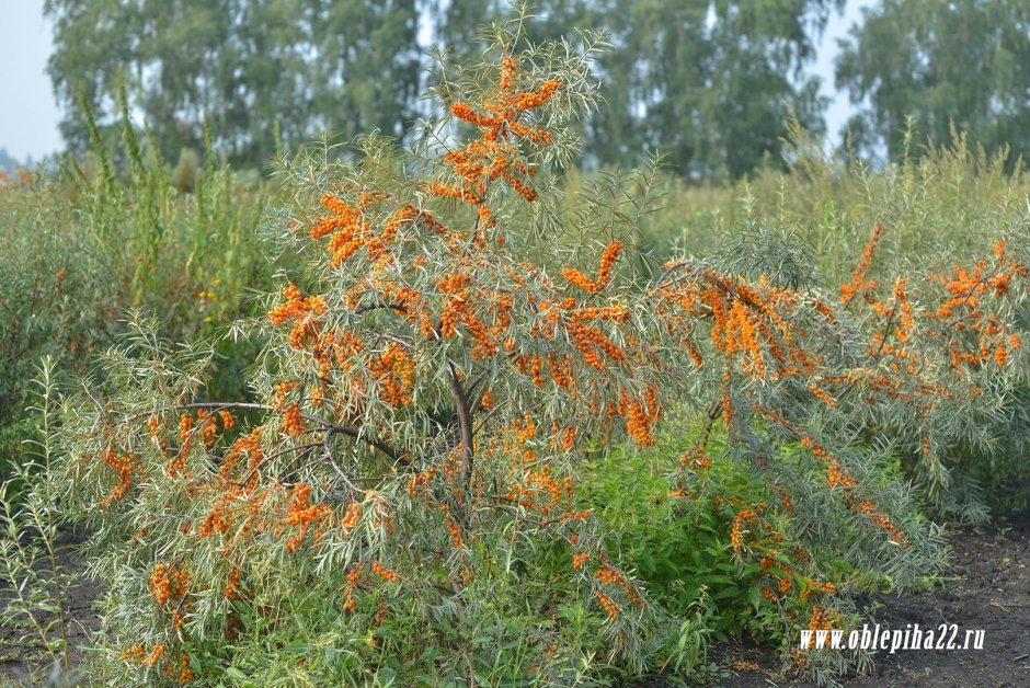 Облепиха Эссель
